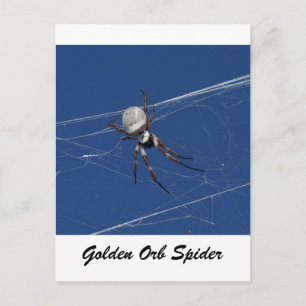 Golden Orb Spider Postkarte