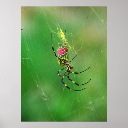 Golden Orb Weaver Spider Poster (Vorne)
