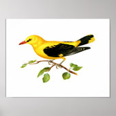 Golden Oriole Poster (Vorne)