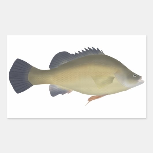 Golden Perch Rechteckiger Aufkleber (Vorderseite)