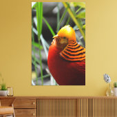 Golden Pheasant Bird Leinwanddruck (Insitu (Wohnzimmer))