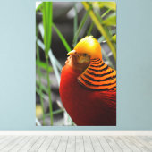 Golden Pheasant Bird Leinwanddruck (Insitu (Holzboden))