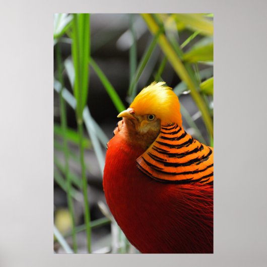 Golden Pheasant Bird Poster (Vorne)