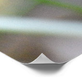 Golden Pheasant Bird Poster (Ecke)