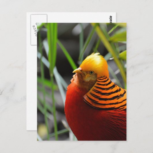 Golden Pheasant Bird Postkarte (Vorne/Hinten)