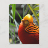 Golden Pheasant Bird Postkarte (Vorderseite)