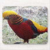 Golden Pheasant - Chrysolophus pictus Mousepad (Vorne)