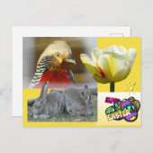 Golden Pheasant Happy Easter Postkarte (Vorne/Hinten)