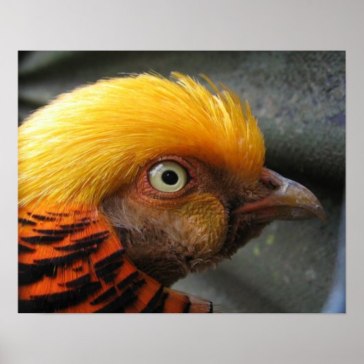 Golden Pheasant Poster (Vorne)