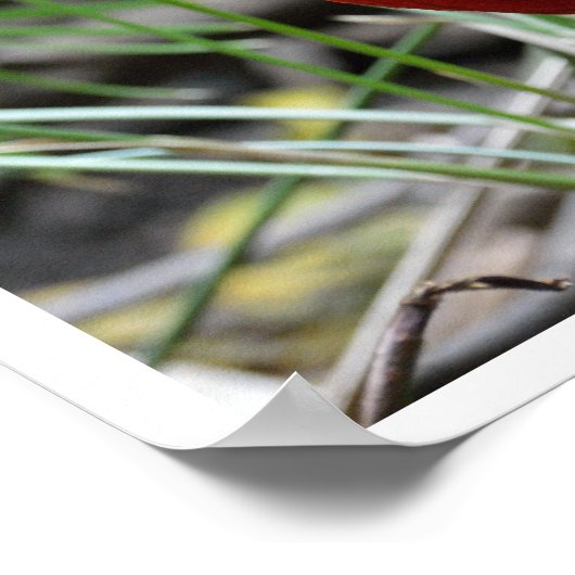 Golden Pheasant Poster (Ecke)