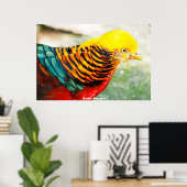 Golden Pheasant Poster (Heimbüro)