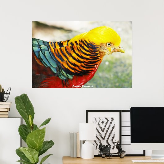 Golden Pheasant Poster (Heimbüro)