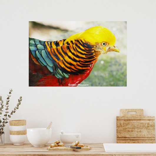 Golden Pheasant Poster (Küche)