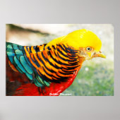 Golden Pheasant Poster (Vorne)