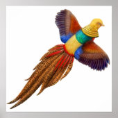 Golden Pheasant Print Poster (Vorne)
