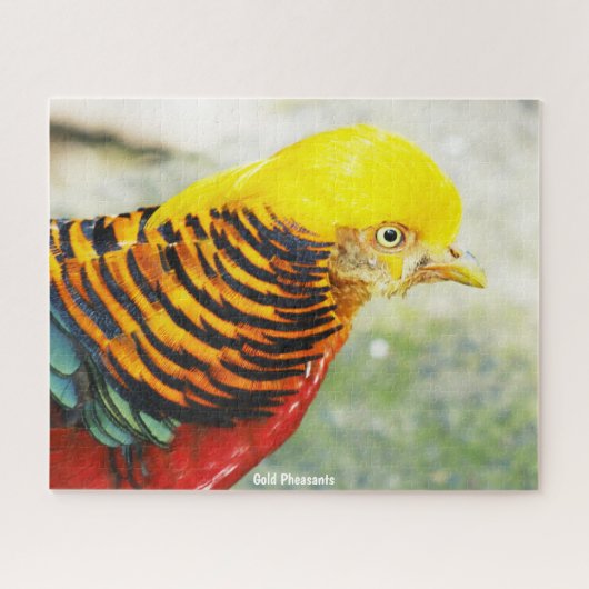 Golden Pheasant Puzzle (Horizontal)