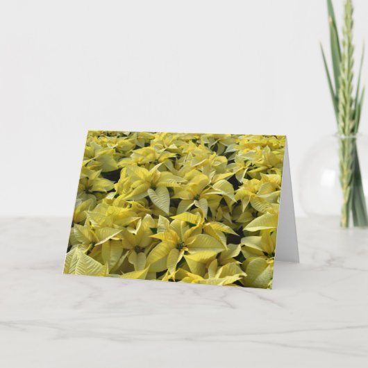 Golden Poinsettias Feiertagskarte (Vorderseite)