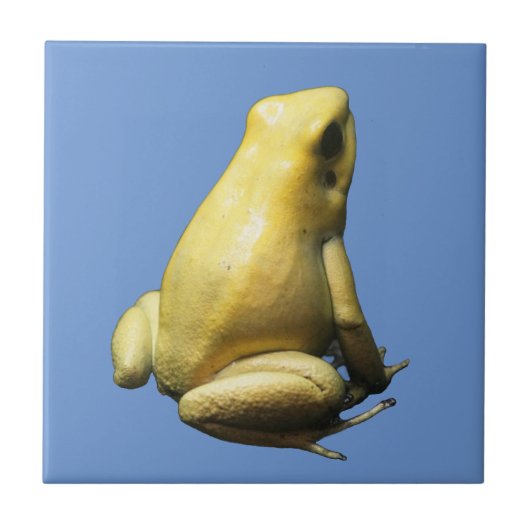 Golden Poison Frog Fliese (Vorderseite)