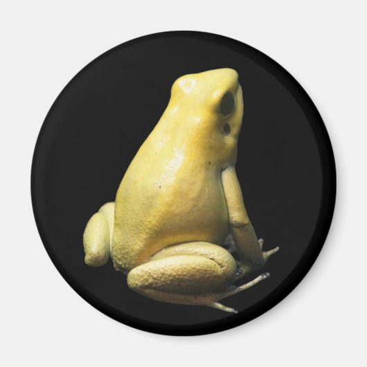 Golden Poison Frog Magnet (Vorne)