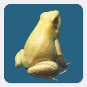 Golden Poison Frog Quadratischer Aufkleber