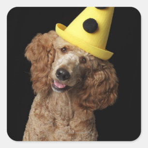 Golden Poodle Hund mit einem gelben Clownhut Quadratischer Aufkleber