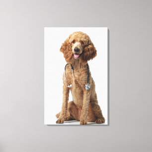 Golden Poodle Hund mit einem Stethoskop Leinwanddruck
