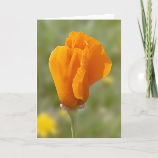 Golden Poppy Blume Karte (Vorderseite)