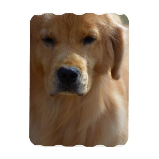 Golden Pup Magnet (Vertikal)