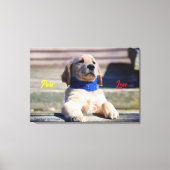 Golden Puppy mit Bandana - Canvas Print Leinwanddruck (Vorderseite)