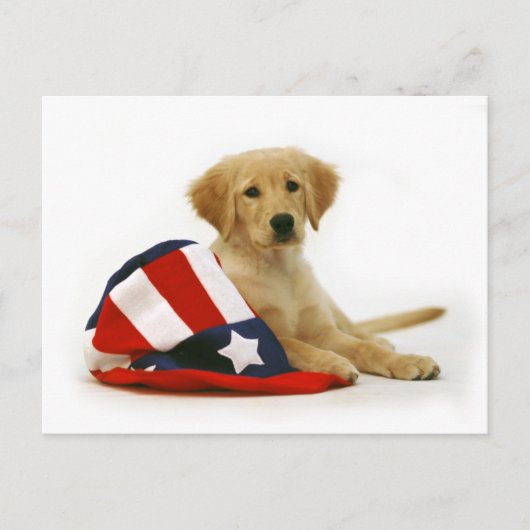Golden Puppy und Uncle Sam Hat Postkarte (Vorderseite)