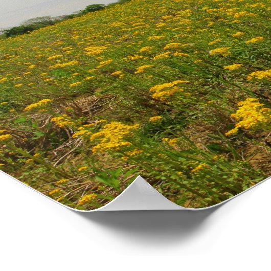 Golden Ragwort, Ohio Poster (Ecke)