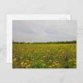 Golden Ragwort, Ohio Postkarte (Vorne/Hinten)