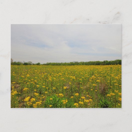 Golden Ragwort, Ohio Postkarte (Vorderseite)