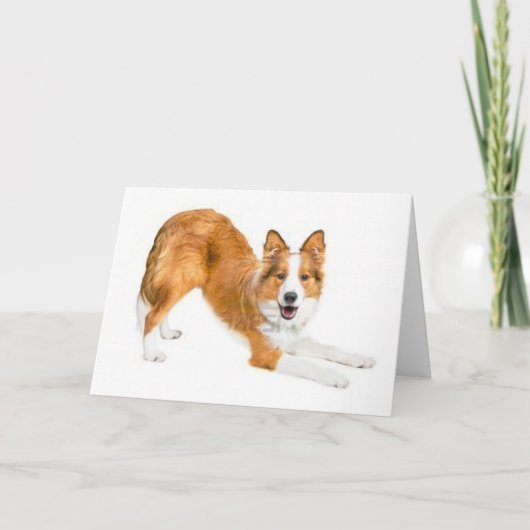 Golden Red Border Collie Notecard Karte (Vorderseite)