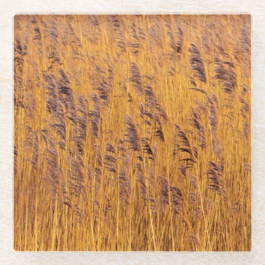 Golden Reeds Untersetzer (Vorderseite)
