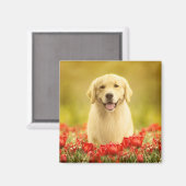 Golden Retirever in Roten Blume Magnet (Vorderseite/Rückseite)