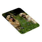Golden Retreivers im Gras Magnet (Rechte Seite)