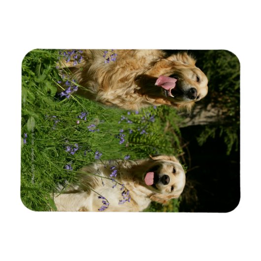 Golden Retreivers im Gras Magnet (Horizontal)
