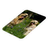 Golden Retreivers im Gras Magnet (Linke Seite)