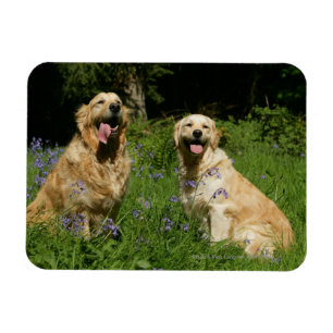 Golden Retreivers im Gras Magnet