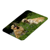 Golden Retreivers im Gras Magnet (Linke Seite)