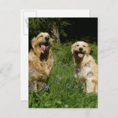 Golden Retreivers im Gras Postkarte (Vorne/Hinten)