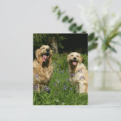Golden Retreivers im Gras Postkarte (Stehend Vorderseite)