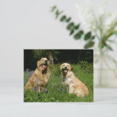 Golden Retreivers im Gras Postkarte (Stehend Vorderseite)