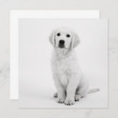 Golden Retriever (Vorne/Hinten)