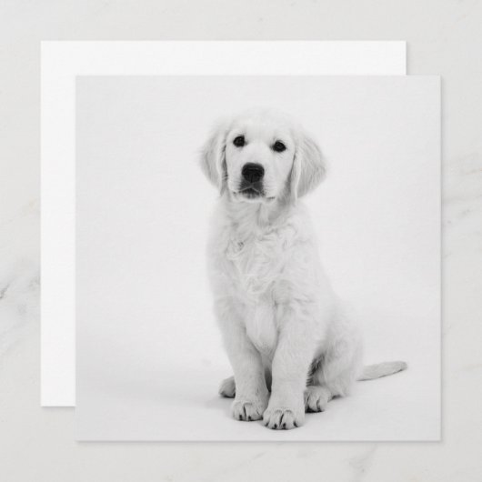 Golden Retriever (Vorne/Hinten)