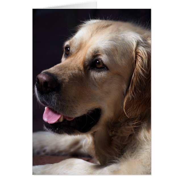 Golden Retriever (Vorne)