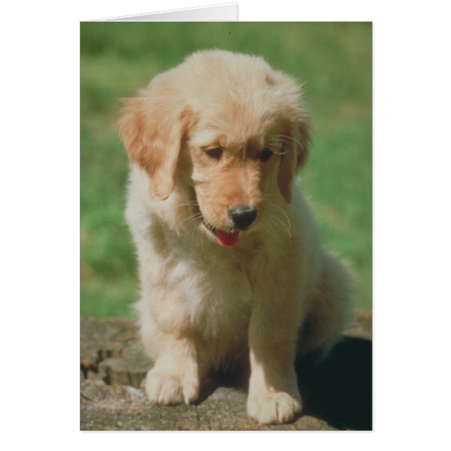 Golden Retriever (Vorne)