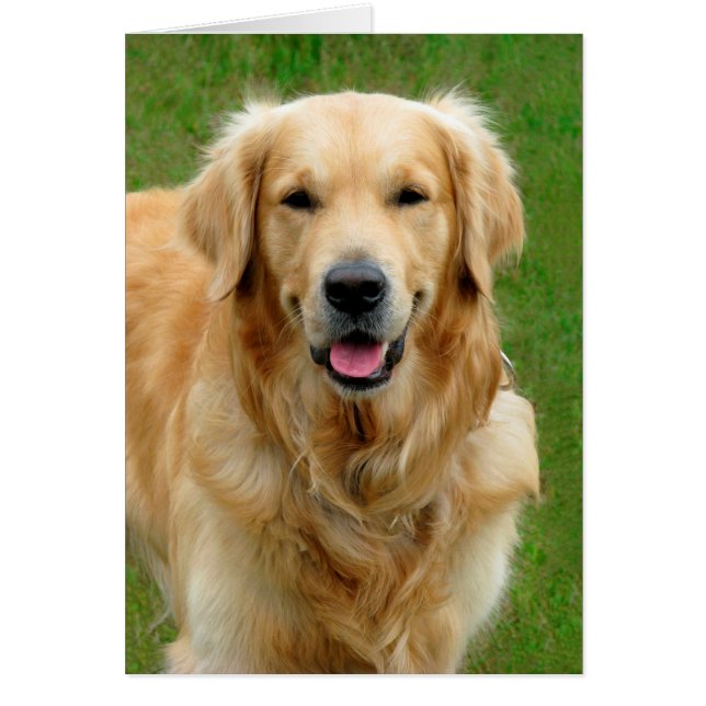 Golden Retriever (Vorne)