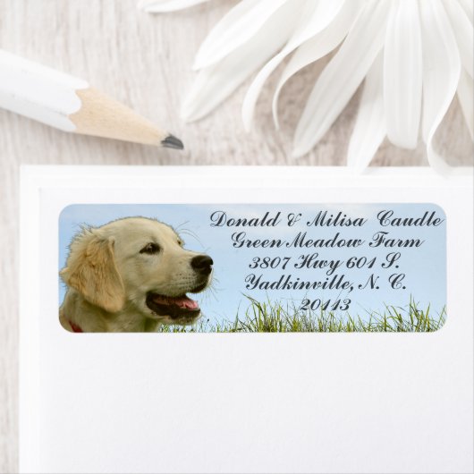 GOLDEN RETRIEVER (Insitu)